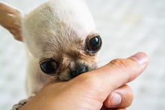 White mini chihuahua stock images White mini chihuahua stock images
