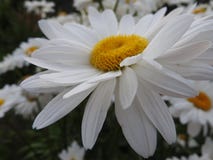 White daisies on the background of the village green meadow royalty free stock image White daisies on the background of the village green meadow royalty free stock image