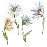 White daisy flower. Floral botanical flower. Isolated illustration element. stock illustration White daisy flower. Floral botanical flower. Isolated illustration element. stock illustration