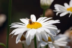White Daisy With A Bee Royalty Free Stock Photography