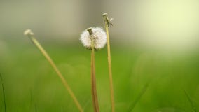 White dandelion on green background royalty free stock photography White dandelion on green background royalty free stock photography