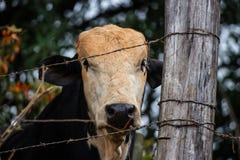 A young bull royalty free stock image A young bull royalty free stock image