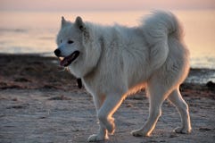 White Dog Royalty Free Stock Photo White Dog Royalty Free Stock Photo