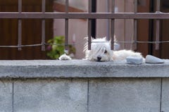 White dog is guarding house and looking at the passersby. Cute hound behind metal fence is standing at the garden gate and royalty free stock image White dog is guarding house and looking at the passersby. Cute hound behind metal fence is standing at the garden gate and royalty free stock image