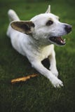 White dog with stick Stock Photo White dog with stick Stock Photo