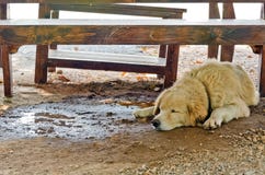 White Dog With Cools Down Under The Table On A Hot Day Royalty Free Stock Photography
