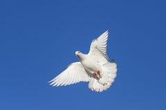 White dove blue sky stock photo. Image of heavens, airborne - 15528324