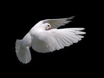 White Dove in Flight 10