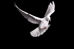 White dove flying on black background for freedom concept in clipping path, international day of peace 2017