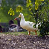 White Duck Royalty Free Stock Photo