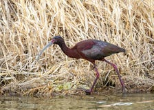White Faced Ibis Royalty Free Stock Photos White Faced Ibis Royalty Free Stock Photos