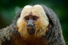 White-faced Saki, Pithecia pithecia, detail portrait of dark black monkey with white face, animal in the nature habitat in Peru. S stock photo White-faced Saki, Pithecia pithecia, detail portrait of dark black monkey with white face, animal in the nature habitat in Peru. S stock photo