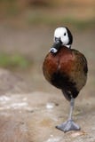 White-faced Whistling Duck Royalty Free Stock Image