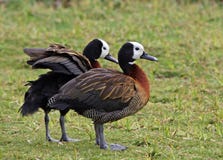White-faced Whistling Duck Stock Image