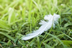 White Feather fall on green grass field. Soft focus nature. out of focus green background Stock Photography White Feather fall on green grass field. Soft focus nature. out of focus green background Stock Photography