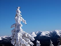 White Fir Tree Royalty Free Stock Photo White Fir Tree Royalty Free Stock Photo