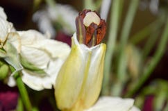 A white flower bud between flowers royalty free stock photos A white flower bud between flowers royalty free stock photos