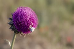 White flower crab spider sits on a thistle flower royalty free stock photos White flower crab spider sits on a thistle flower royalty free stock photos