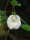 White flower in garden royalty free stock images White flower in garden royalty free stock images