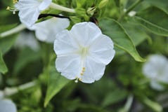 White flower on a green background of leaves in spring