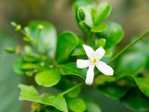 White flower, Orange Jessamine flower. Sweet smell flower for make perfume Royalty Free Stock Image White flower, Orange Jessamine flower. Sweet smell flower for make perfume Royalty Free Stock Image