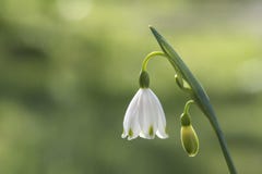 White flower in spring stock image White flower in spring stock image