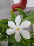 White flower of..... stock photos White flower of..... stock photos