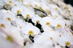 White flower and yellow Pollen royalty free stock images White flower and yellow Pollen royalty free stock images