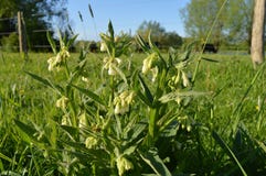 white flower comfrey white flower comfrey