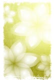 White Flowers Background Royalty Free Stock Photography