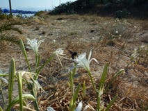 White flowers on the beach. island of Corfu. Greece. Sea. Summer. Blue sky. stock photos White flowers on the beach. island of Corfu. Greece. Sea. Summer. Blue sky. stock photos