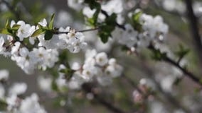 White flowers on fruit trees. Blooming gardens, bees collect nectar from a blooming Apple tree. Sakura, a cherry tree, the cherry