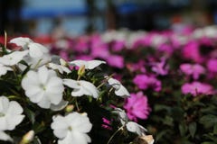 White flowers with purple flowers royalty free stock images White flowers with purple flowers royalty free stock images