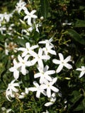White flowers of right jasmin