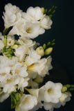 White Freesia Bouquet of Flowers on Black Background. close up. royalty free stock photo White Freesia Bouquet of Flowers on Black Background. close up. royalty free stock photo
