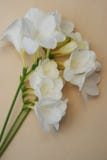 White Freesia Bunch of Flowers Isoalted on Ivory Neutral Background with Copy Space. Top View. Summer, Spring, Wedding Flowers. stock photos White Freesia Bunch of Flowers Isoalted on Ivory Neutral Background with Copy Space. Top View. Summer, Spring, Wedding Flowers. stock photos