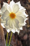 White Garden Dahlia Royalty Free Stock Images White Garden Dahlia Royalty Free Stock Images