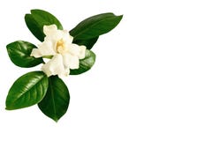 White gardenia flower a genus of flowering plants in the coffee family