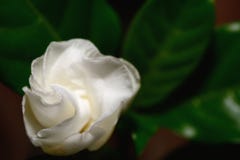 White gardenia flower plants in the coffee family