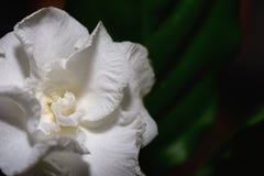 White gardenia flower plants in the coffee family