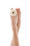 White Gerbera Feets Royalty Free Stock Photography