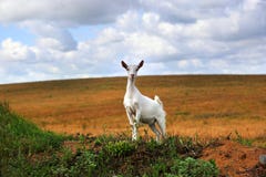 A white goat in the field stock image A white goat in the field stock image