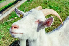 White goat with horn stock photography White goat with horn stock photography