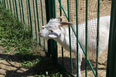 White goat looks out from behind a fence on a farm, white goat on livestock farms, animals royalty free stock image White goat looks out from behind a fence on a farm, white goat on livestock farms, animals royalty free stock image