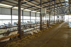 White goats chews the feed Royalty Free Stock Photos White goats chews the feed Royalty Free Stock Photos