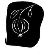 White gooseberry sketch on a stock illustration White gooseberry sketch on a stock illustration