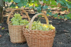 White grapes in a basket royalty free stock images White grapes in a basket royalty free stock images