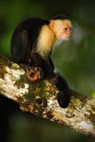 White-headed Capuchin, Cebus capucinus, black monkey sitting on the tree branch in the dark tropic forest, animal in the nature ha royalty free stock photo White-headed Capuchin, Cebus capucinus, black monkey sitting on the tree branch in the dark tropic forest, animal in the nature ha royalty free stock photo