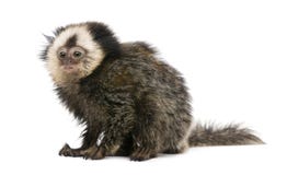 White-headed Marmoset tegen witte achtergrond royalty-vrije stock fotografie White-headed Marmoset tegen witte achtergrond royalty-vrije stock fotografie