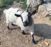 Goat mini version stock photos Goat mini version stock photos